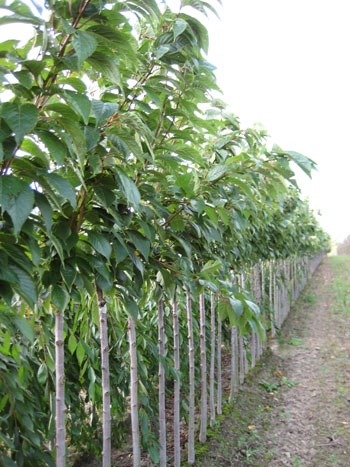 Prunus amanogawa